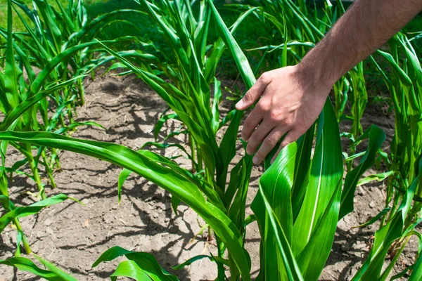 Mão Jovem Agrônomo Toca Brotos Verdes Planta Milho Cultivado Campo — Fotografia de Stock