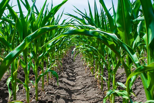 Brotos Verdes Jovens Plantas Milho Cultivadas Campo Conceito Agricultura Produtividade — Fotografia de Stock