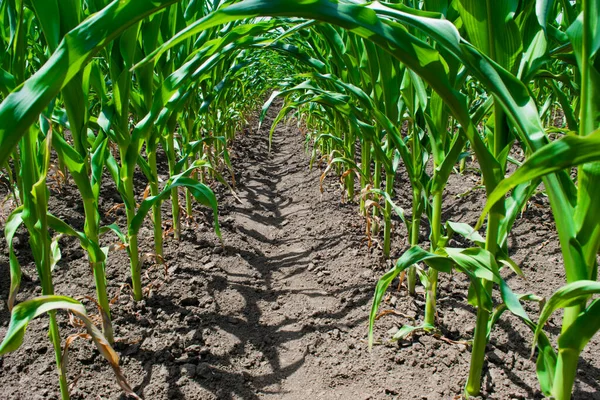 Brotos Verdes Jovens Plantas Milho Cultivadas Campo Conceito Agricultura Produtividade — Fotografia de Stock