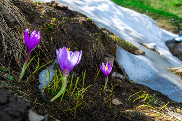 まだ融けていない雪の横の丘の上に 春に繊細なライラックの群生花を咲かせます — ストック写真