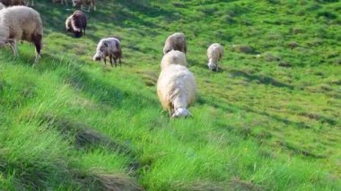 Zabljak 'tan Pluzine' e uzanan ve Prevoj Sedlo geçidinden geçen yüksek dağlık yeşil tepelerde otlayan koyun sürüsü görülüyor. Durmitor Ulusal Parkı. Karadağ.