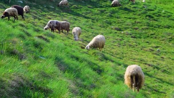 Young Shepherd Follows Flock Sheep Sheep Herd Grazes High Mountainous — Stock Video