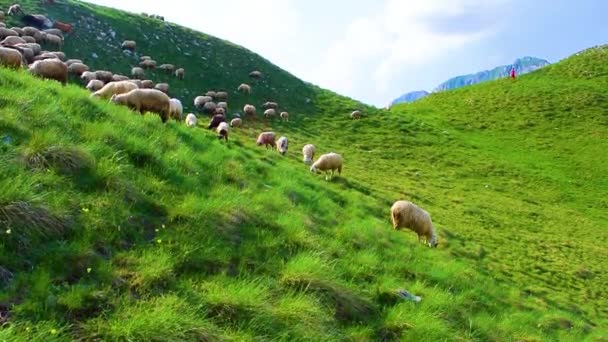 Young Shepherd Follows Flock Sheep Sheep Herd Grazes High Mountainous — стоковое видео
