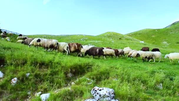 Stádo Ovcí Pasou Vysokohorských Zelených Kopcích Které Nacházejí Blízkosti Malebné — Stock video