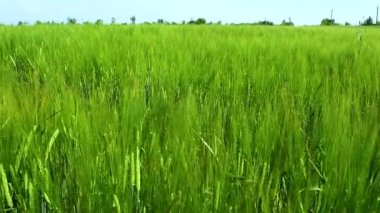 Mavi gökyüzü arka planında açık yeşil çavdar filizleri. Tarım kavramı. Çavdar tohumu un, ekmek, bira, viski, votka ve hayvan yemi olarak kullanılır. Seçici odak ve bulanıklık.