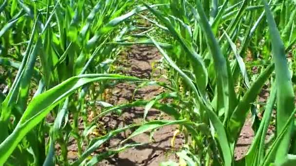 Brotes Verdes Jóvenes Plantas Maíz Cultivadas Campo Concepto Agricultura Productividad — Vídeos de Stock