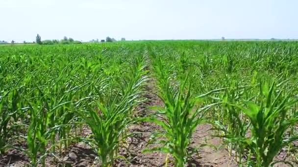 Young Green Sprouts Maize Plant Cultivated Field Concept Agriculture Productivity — Wideo stockowe