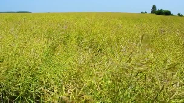 黄色のフィールドでは 油種の菜の花が熟しています 菜種は植物油とタンパク質の食事の源である レープシードオイルは マーガリン バイオディーゼル その他の産業の生産に使用されます — ストック動画