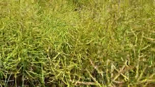 Roślina Rzepaku Dojrzewa Żółtym Polu Rzepak Jest Źródłem Oleju Roślinnego — Wideo stockowe