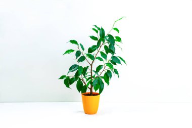 Ficus Benjamin turuncu küçük bir saksıda beyaz bir arka planda. Yeşil yapraklı küçük, güzel bir incir ağacı. Ev bitkileri yetiştirme ve bakımı kavramı.