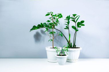 Beautiful home plants in white flowerpots. Dwarf Ficus Benjamin or Weeping Fig Tree, Zamioculcas with young shoots and small Rosmarinus. White-gray background. Care and cultivation of home plants.