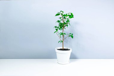 Küçük güzel ev bitkisi Dwarf Ficus Benjamin ya da Ağlayan İncir Ağacı beyaz-gri arka planda küçük bir saksı. Ev bitkilerinin bakımı ve yetiştirilmesi kavramı. Boşluğu kopyala.
