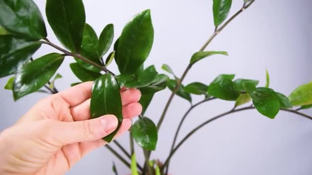 Mano Della Donna Pulisce Foglie Una Bella Pianta Domestica Zamioculcas — Video Stock