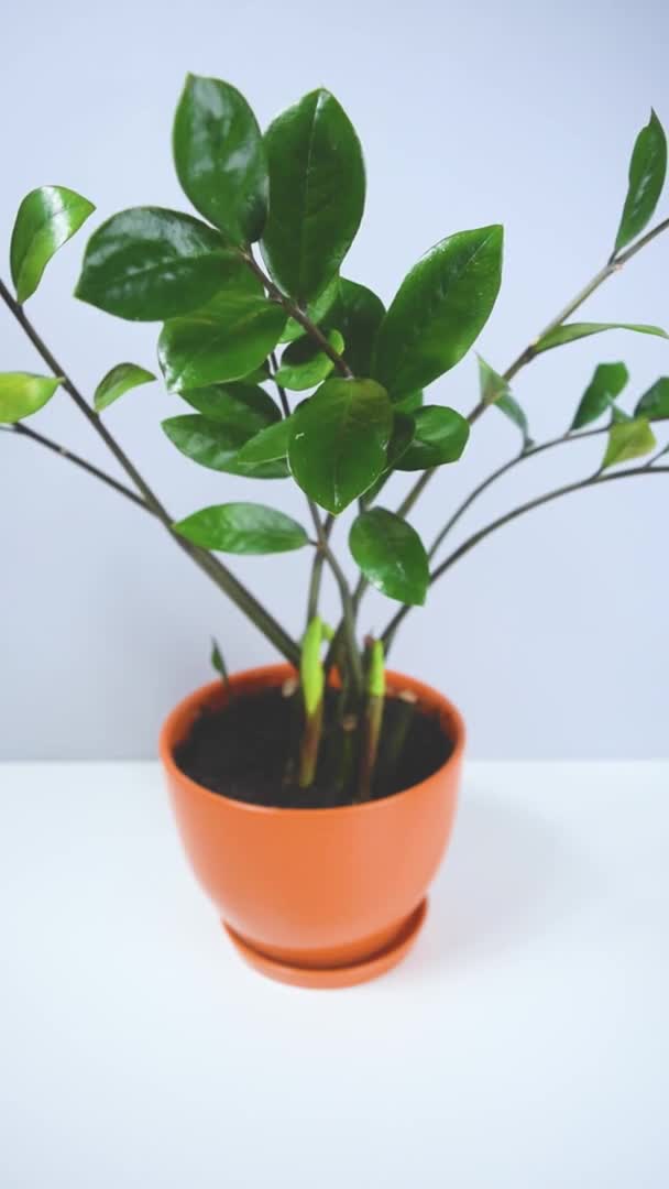 Green Leaves Beautiful Zamioculcas Home Plant Orange Flowerpot Concept Houseplants — Vídeos de Stock