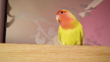 Beautiful pet bird at home. The rosy-faced lovebird (Agapornis roseicollis) sits and walks on a wooden surface. The parrot is also known as the rosy-collared or peach-faced lovebird.