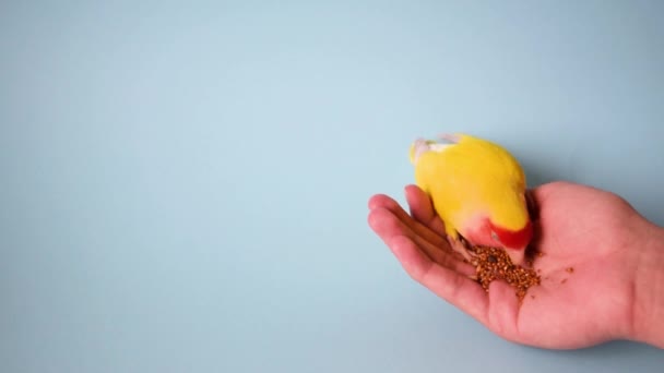 Beautiful Pet Bird Home Rosy Faced Lovebird Agapornis Roseicollis Eats — Stock videók