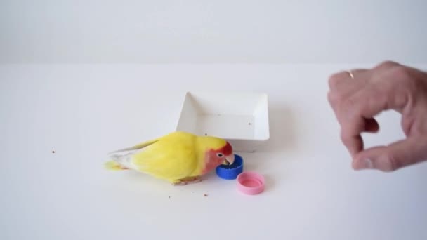 人間の手はペットのオウムと遊んでいて 物体を積み重ねる方法を教えています 美しいペット鳥自宅でバラ色の顔をした恋人 Agapornis Rosecollis — ストック動画