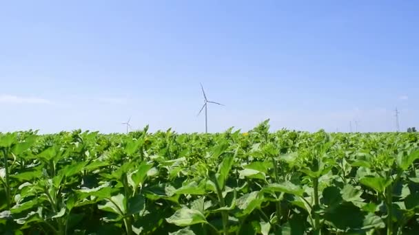 Windmill Wind Turbines Power Line Field Green Sunflowers Blue Sky — Wideo stockowe