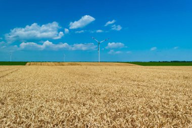 Sarı kırsal tarla buğdayında rüzgar türbinleri veya yel değirmeni. Sonsuz tarım arazisi ve mavi gökyüzünün manzarası. Buğday dünya çapında bir yiyecek. Yaz güneşli bir gün.