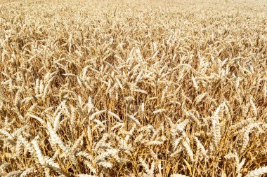 Sarı olgun buğday tarlası, kulaklar yakın plan. Buğday dünya çapında bir yiyecek. Yaz güneşli bir gün. Kırsal alan. Tarım kavramı, verimlilik.