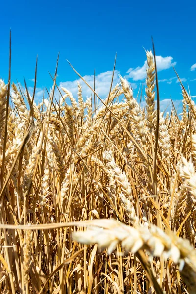 Sarı Buğday Tarlası Mavi Arka Planda Kulaklar Buğday Dünya Çapında — Stok fotoğraf