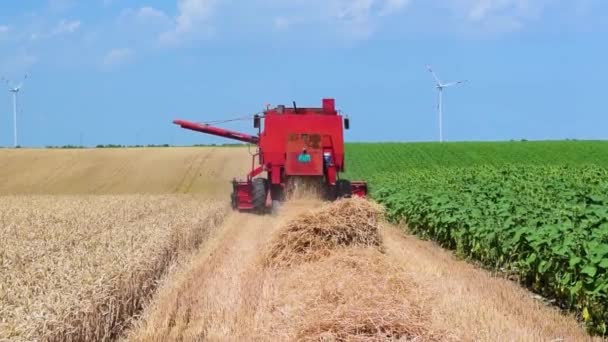 夏の晴れた日に黄色い田園地帯で収穫した小麦 無限の農業分野 青い空と風車や風力タービンの風景 小麦は世界の主食です — ストック動画