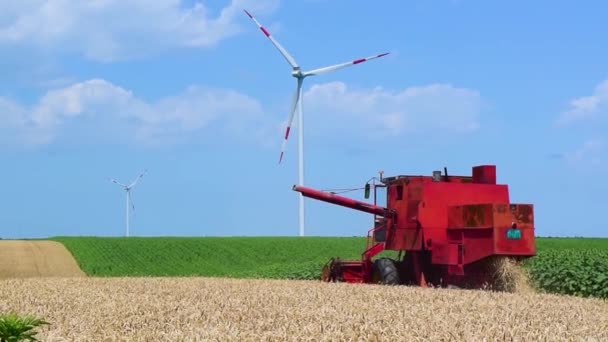 Erntehelfer Ernten Einem Sonnigen Sommertag Reifen Weizen Auf Einem Gelben — Stockvideo