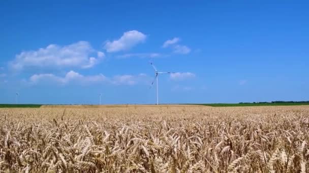 黄色の田園地帯の風車または風力タービンは 小麦を熟しました 無限の農業分野と青空の風景 小麦は世界的な主食です 夏の晴れた日 — ストック動画