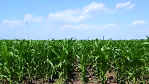 Brotos Verdes Jovens Plantas Milho Cultivadas Campo Conceito Agricultura Produtividade — Vídeo de Stock
