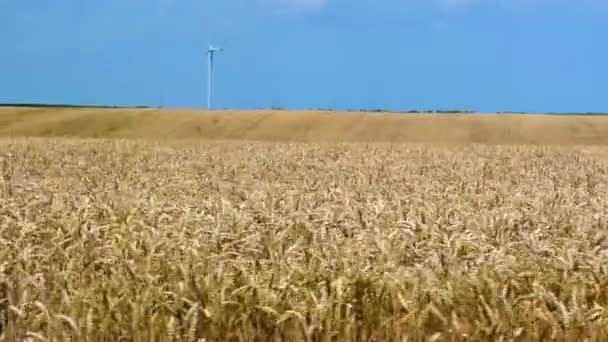 Větrné Mlýny Nebo Větrné Turbíny Žluté Venkovské Louce Zralé Pšenice — Stock video