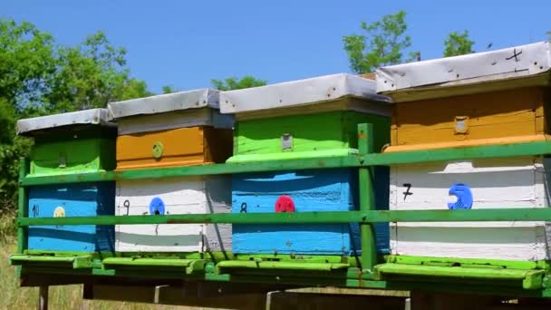 Bienen Fliegen Der Nähe Von Holzbeuten Auf Eine Sonnige Wiese — Stockvideo