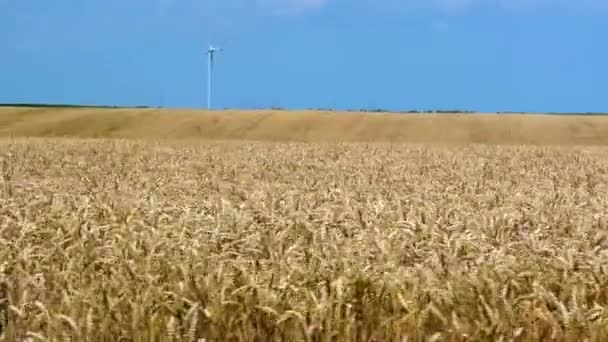 노란색 들판에 풍차나 터빈은 끝없는 농경지와 하늘의 세계의 주식이다 여름날 — 비디오