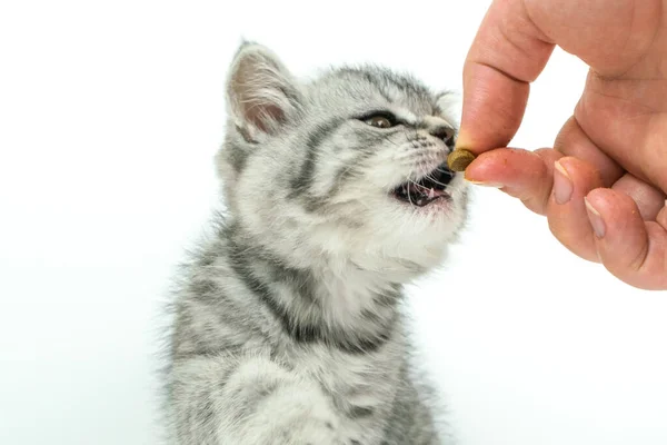 Keze Száraz Ételt Tart Macskának Kis Aranyos Skót Egyenes Cica — Stock Fotó