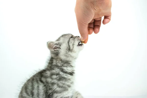 Mão Mulher Estende Comida Seca Gatinho Pouco Bonito Escocês Straight — Fotografia de Stock