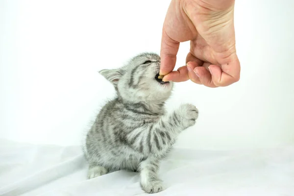 女人的手把干粮递给小猫 小可爱的苏格兰直毛猫 白色背景 有复制空间 一只可爱的小宠物猫的画像 它的毛皮是银黑色大理石做的 — 图库照片