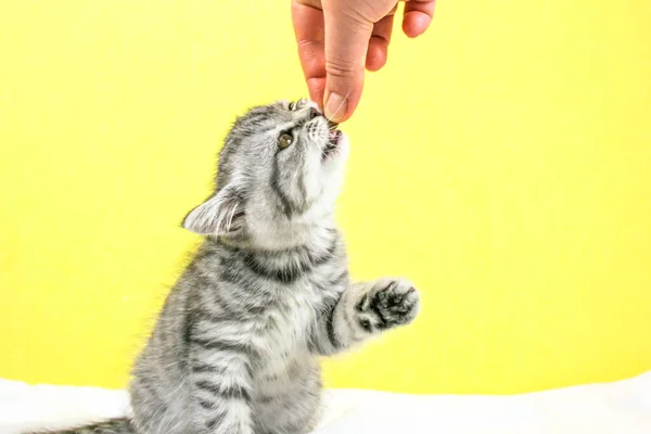 Vrouwenhand Reikt Droog Voedsel Uit Aan Kitten Klein Schattig Schots — Stockfoto