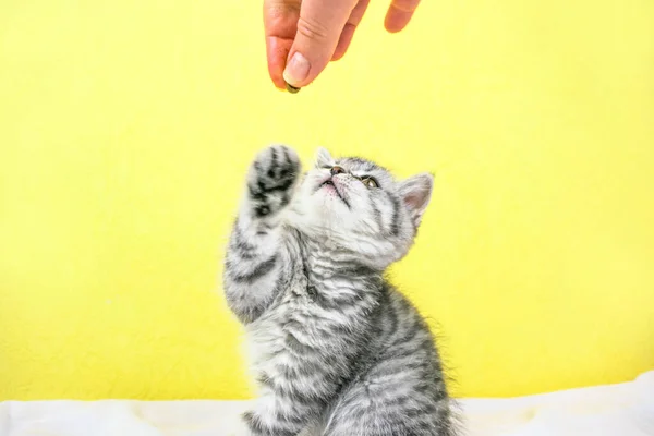 Keze Száraz Ételt Tart Macskának Kis Aranyos Skót Egyenes Cica — Stock Fotó