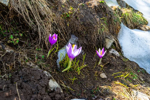 まだ融けていない雪の横の丘の上に 春に繊細なライラックの群生花を咲かせます — ストック写真