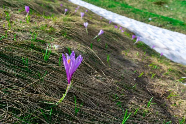 まだ融けていない雪の横の丘の上に 春に繊細なライラックの群生花を咲かせます — ストック写真