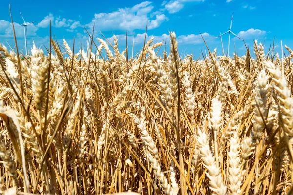 Sarı Buğday Tarlası Mavi Arka Planda Kulaklar Buğday Dünya Çapında — Stok fotoğraf