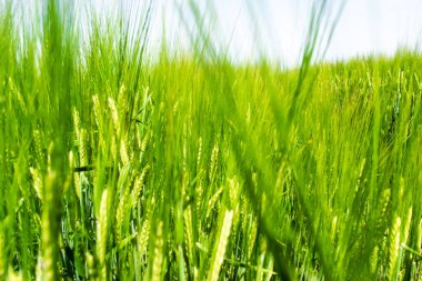 Mavi gökyüzü arka planında açık yeşil çavdar filizleri. Tarım kavramı. Çavdar tohumu un, ekmek, bira, viski, votka ve hayvan yemi olarak kullanılır. Seçici odak ve bulanıklık.