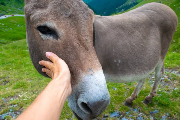 Hand Man Touches Donkey Stroke Donkeys Graze Beg Tourists Food — Stock Photo, Image