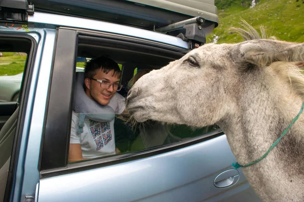 Young guy, sitting in a car, strokes and feeds donkey, which is standing near car. Donkeys graze and beg tourists for food near Transfagarasan highway, is one of most beautiful roads in world. Romania