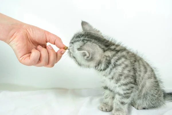 Kvinnans Hand Håller Torr Mat Till Kattungen Liten Söt Skotsk — Stockfoto