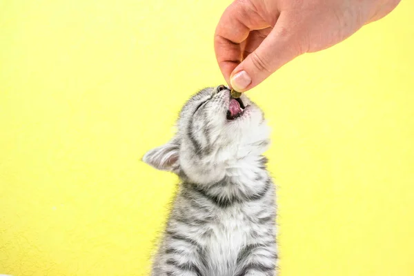 Mão Mulher Estende Comida Seca Gatinho Pouco Bonito Escocês Straight — Fotografia de Stock