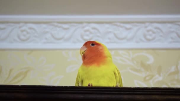 Papağanı Duvarın Arka Planındaki Bir Resimden Kahverengi Bir Çerçeveye Oturur — Stok video