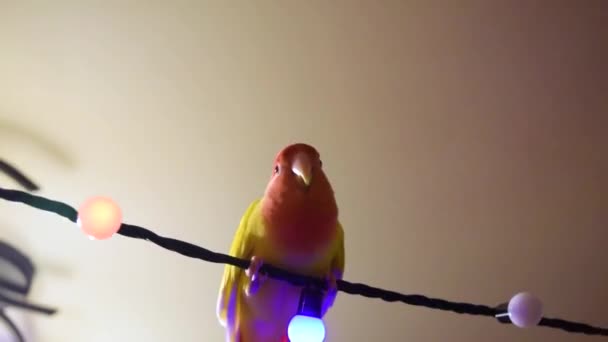 Oswojona Piękna Papuga Gołąbeczka Siedzi Świątecznej Girlandzie Żarówkami Ptaszek Różowaty — Wideo stockowe