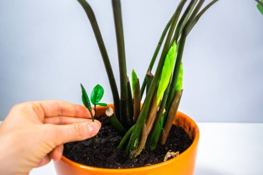 Dişi el zamioculcas ev bitkisinin küçük genç yapraklarına dokunur ve portakal çiçeği saksısına çok sayıda yavru filizlenir. Ev bitkisi yetiştirme kavramı.