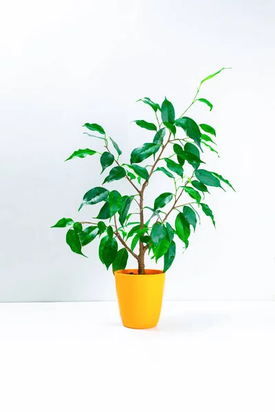 Ficus Benjamin Dalam Pot Bunga Kecil Berwarna Oranye Dengan Latar — Stok Foto