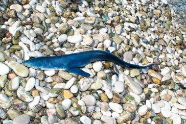 Ölü bebek köpekbalığı, İyon Denizi 'nin sularının yakınındaki bir çakıl taşlı plajda yatıyor. Kapatın. Ekosistem ve balıkçılık kavramı. Potam plajı. Himare şehri. Arnavutluk.
